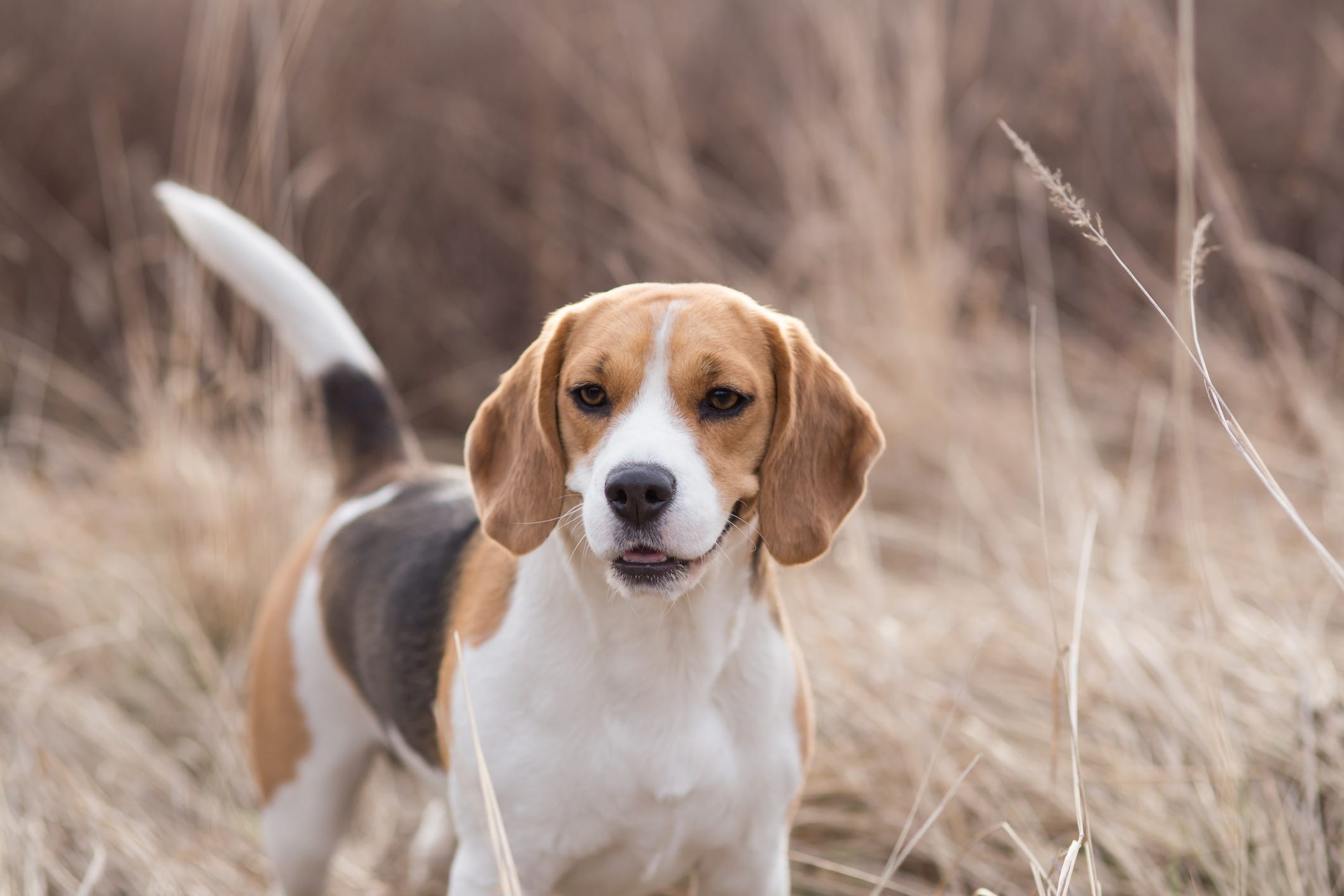 field trial beagles for sale
